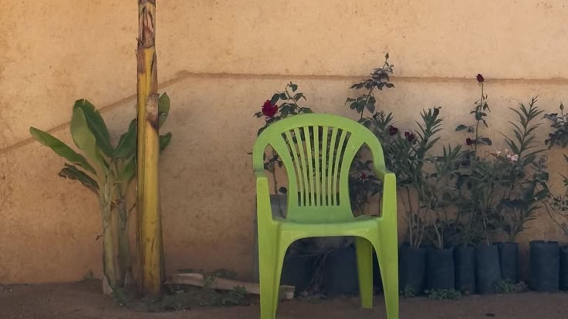 Banana tree and green chair in the sun