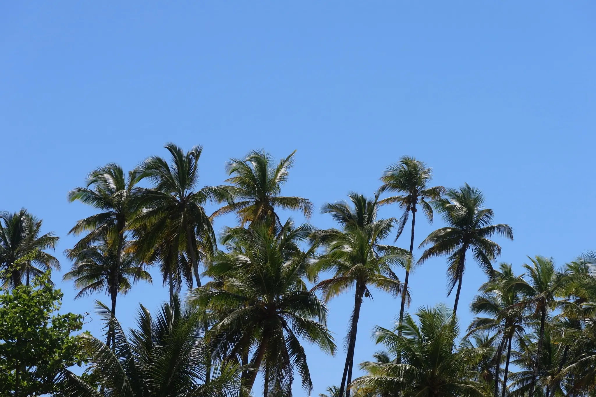 Palm trees beneath a clear blue sky